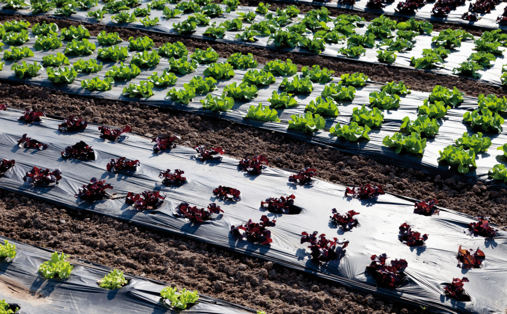 Soil-Solarization-film